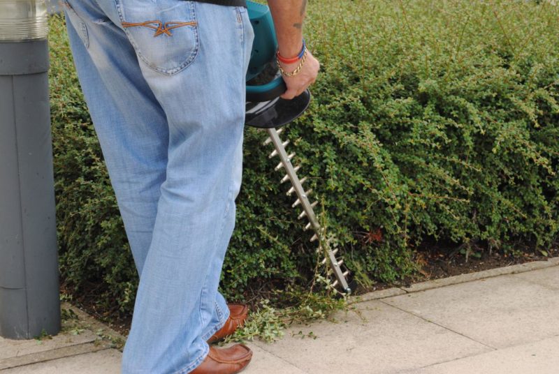 New Forest Hedge Trimming Services - New Forest Tree Surgery